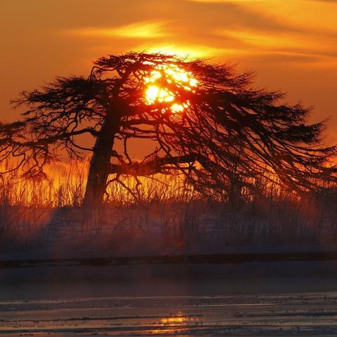 怪鸟宝藏攻略：轻松掌握《幻想生活i》独门秘籍