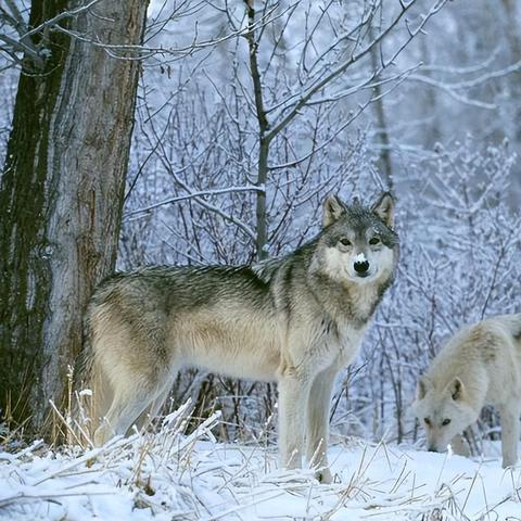 《饿狼传说》群狼之城安全跳攻略：揭秘高效跳机制技巧