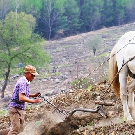 《饿狼传说》牙刀七割连招解析:打造高伤群狼之城霸主攻略 《饿狼传说》牙刀七割连招解析:打造高伤群狼之城霸主攻略