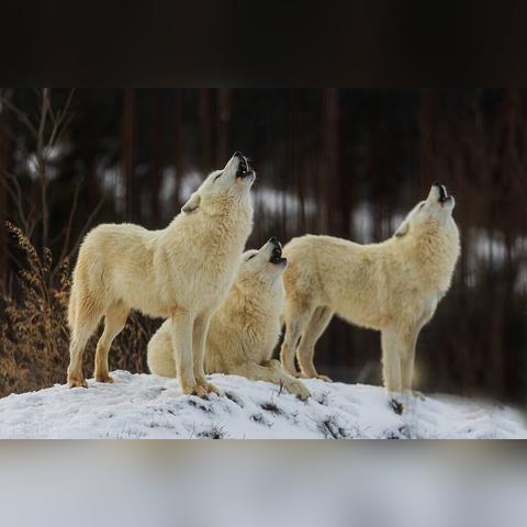 《饿狼传说》不知火舞连招攻略：掌握群狼之城玩法技巧