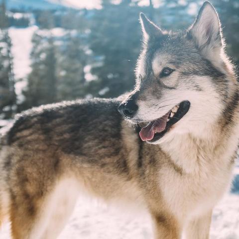 《饿狼传说》C罗独家预告：群狼之城挑战极限，体验全新战斗快感