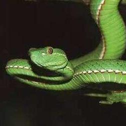 《怪物猎人荒野》缠蛙攻略：高效打法技巧解析及稀有掉落揭秘