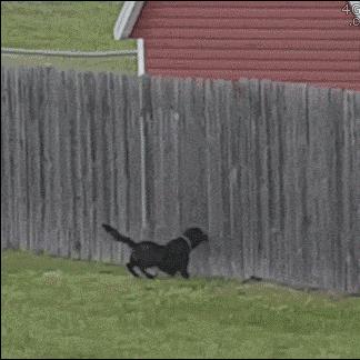 PS+会免大惊喜！全网爆火猫猫游戏11月免费畅玩