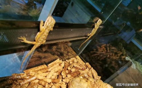 杀马特服装,为什么会有人瞧不起杀马特