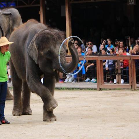 我国唯一的大象产地, 西双版纳是它们的最后家园吗 我国唯一的大象产地, 西双版纳是它们的最后家园吗