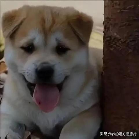 一龙二虎啥意思？这个梗原来是这样来的！