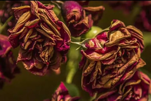 花开与毁灭,是否会在大塌缩中毁灭