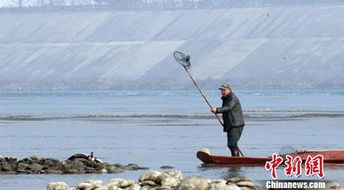 炮打小鸟, 美国政府为什么禁止用船枪打鸟