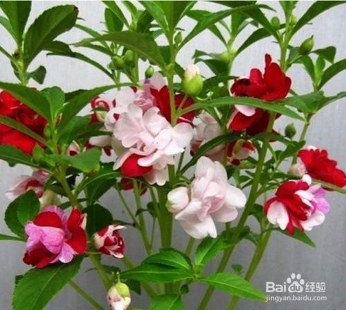 指甲花其实是凤仙花，揭秘它的真正身份