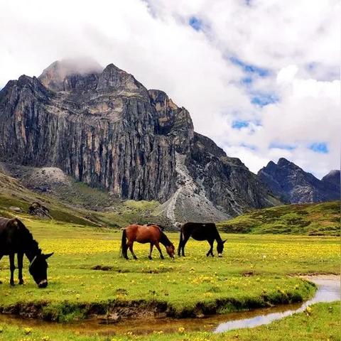 探寻洛克最稀有的宠物