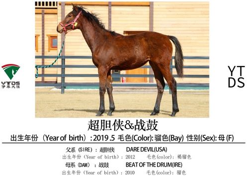 御龙在天繁育紫马技巧全揭秘