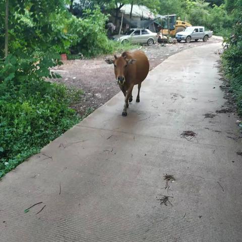 荒废世界探险启程，新DLC《疯狂山羊冒险奇遇记》震撼来袭