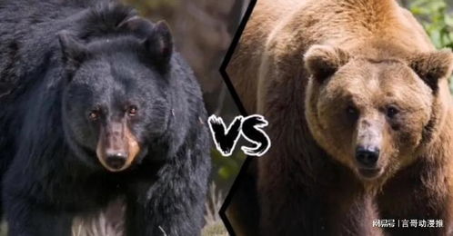 黑熊狂追少年惊现收银台，揭秘惊险一幕！