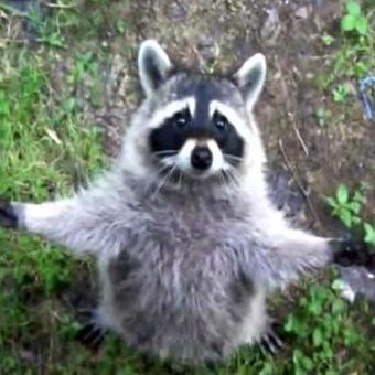 早期驯化迹象曝光,浣熊未来有望成新宠 早期驯化迹象曝光,浣熊未来有望成新宠