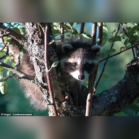 早期驯化迹象曝光,浣熊未来有望成新宠 早期驯化迹象曝光,浣熊未来有望成新宠