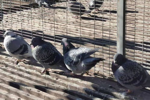 巧妙解密融合，8分！IGN盛赞《预视武宗》功夫肉鸽新体验