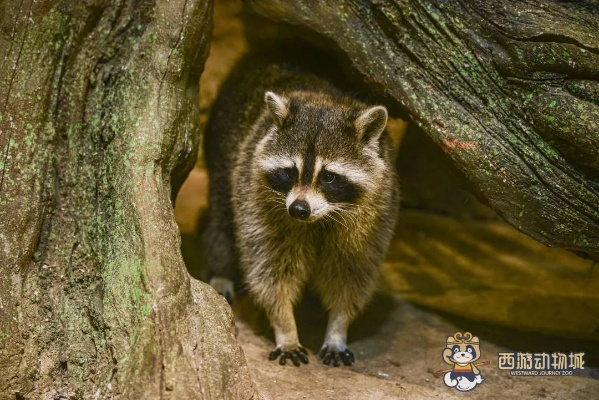 森林猢狲,  除了坐骑还有其他隐藏福利吗