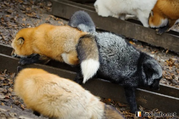 休狐,使用后需要注意什么