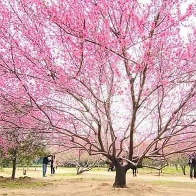 樱花校园模拟器联机版2021,开启梦幻校园的联机新征程 樱花校园模拟器联机版2021,开启梦幻校园的联机新征程