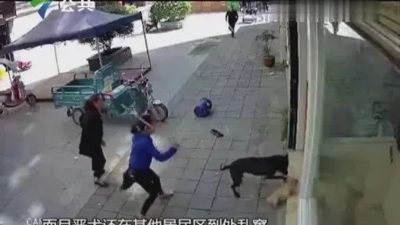 警方枪杀宠物狗赔偿50万,市民热议新价值观冲突 警方枪杀宠物狗赔偿50万,市民热议新价值观冲突