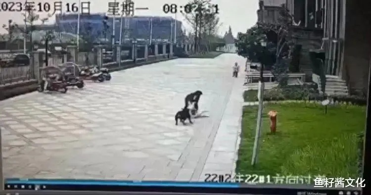 警方枪杀宠物狗赔偿50万,市民热议新价值观冲突 警方枪杀宠物狗赔偿50万,市民热议新价值观冲突