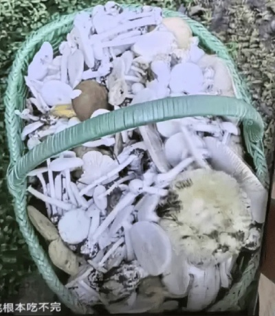 大爷采菇求助AI，半小时后中毒揭秘真相