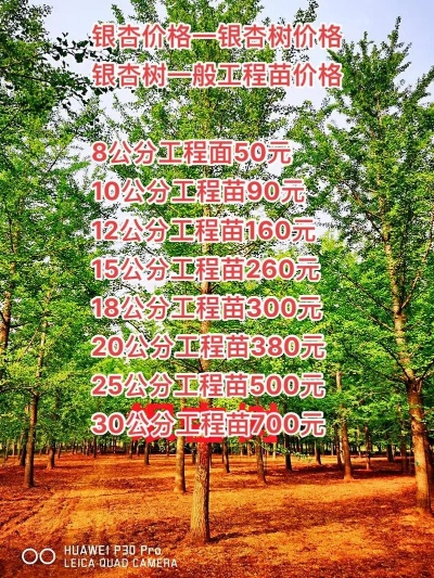 梦幻西游摇钱树苗价格探秘,市场风云与价值剖析 梦幻西游摇钱树苗价格探秘,市场风云与价值剖析