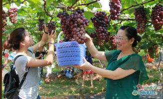 熊闯果园苹果盛宴，铁网电围皆难阻奇观