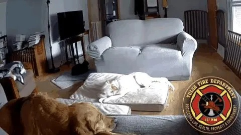 充电宝凌晨起火，爱犬狂吠守护，全家幸免于难惊现新价值