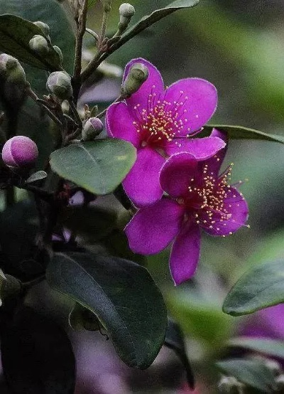 37岁桃金娘惊艳改写，揭秘新价值演绎传奇！