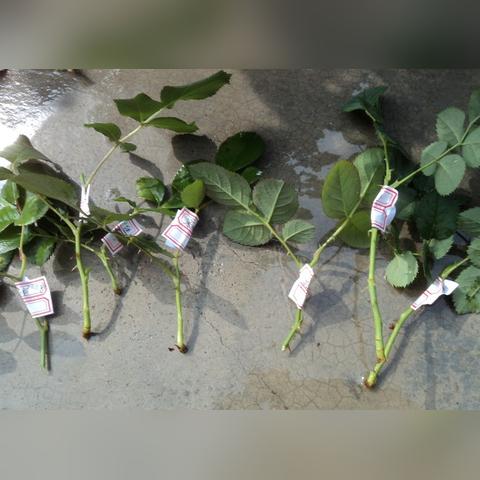 下载植物大战僵尸花园战争2，新手也能轻松搞定！