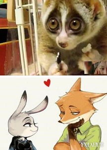 《疯狂动物城2》口碑炸裂，评分创新高，动画魅力再升级