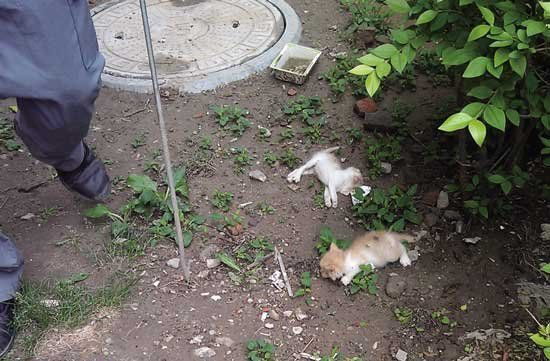 幼猫抓伤男子惨遭摔死，猫主索赔医药费遭拒引争议