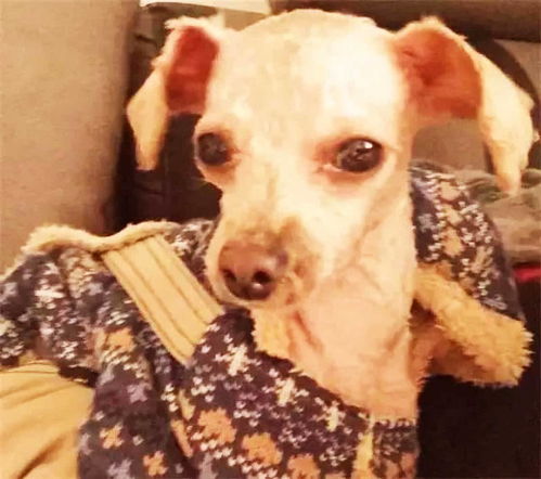 比特犬悲剧:毕业在即,美国女生不幸丧生,母亲痛心疾首 比特犬悲剧:毕业在即,美国女生不幸丧生,母亲痛心疾首