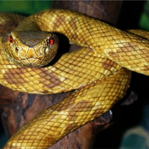 巴西男子扒墙看热闹被爆头？游戏玩家早懂的场景死亡率真相