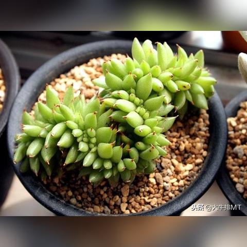 植物大战僵尸修改器下载避坑,为什么老玩家都在用这3款无风险版? 植物大战僵尸修改器下载避坑,为什么老玩家都在用这3款无风险版?