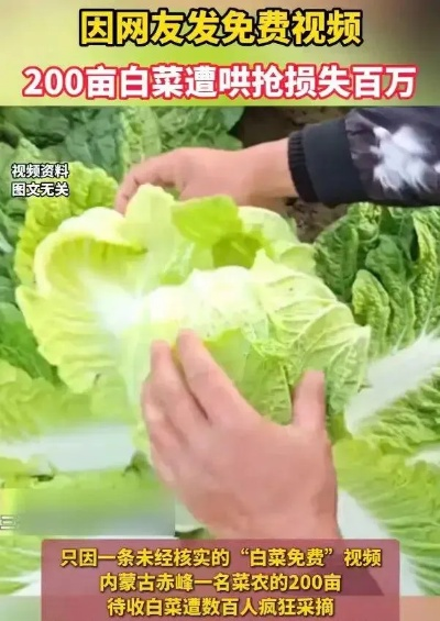央视揭秘：白菜价格谜团，155元一棵与9毛一斤竟同源！