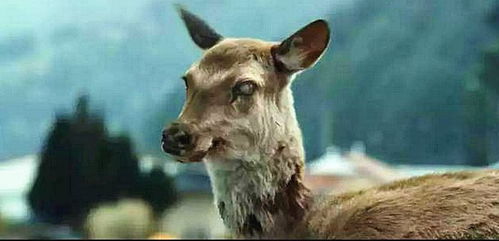 女子12年救鹿终不幸丧生鹿爪,爱心事业引发深思 女子12年救鹿终不幸丧生鹿爪,爱心事业引发深思