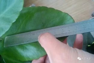 内涵图怎么打开,长寿花的叶子怎样才能养的如同手掌一样大