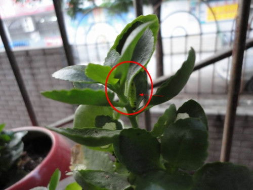 内涵图怎么打开,长寿花的叶子怎样才能养的如同手掌一样大