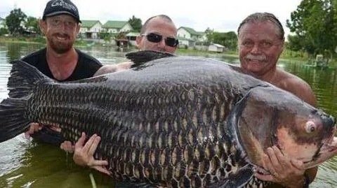 男子独钓227.2斤巨鱼引轰动，罕见重宝需五壮汉合力抬