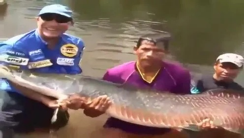 男子独钓227.2斤巨鱼引轰动，罕见重宝需五壮汉合力抬
