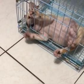 猫咪神技引热销，恋爱游戏低至29.51元抢购！