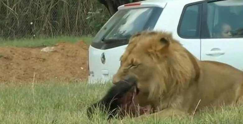 惊曝：巴西游客狮子园惨遭母狮咬杀，监控记录生死瞬间
