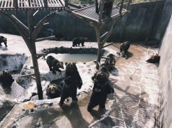 北海道猎杀悲剧：千熊尸体堆积如山，生态危机警钟长鸣