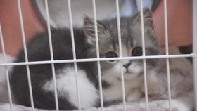 《恋爱猫技高人胆大》游戏性价比解析：售价配置一览