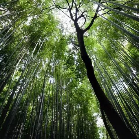 植物僵尸大作战，为什么老玩家都在偷偷练这3个冷门套路？