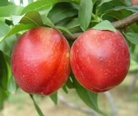 亚洲桃网：探索桃树种植与优质桃品种的全面指南