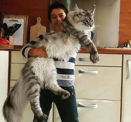 疯狂动物城2：缅因猫一夜热议，揭秘新价值崛起