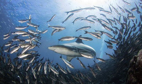 可口鱼群, 稀有鱼还能出吗？